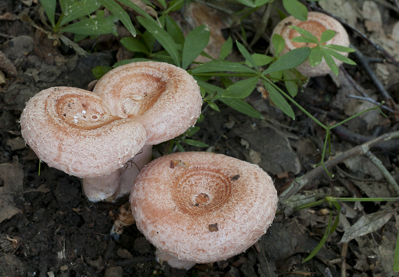 Lactarius torminosus